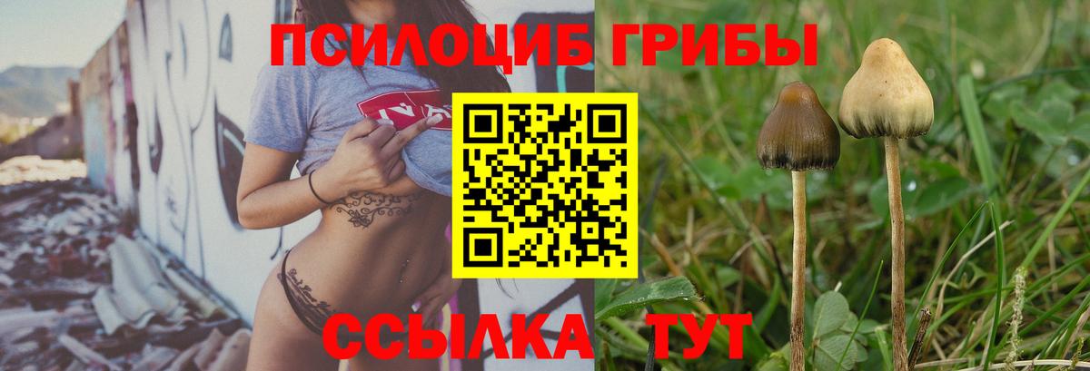 Псилоцибиновые грибы Psilocybe Моздок